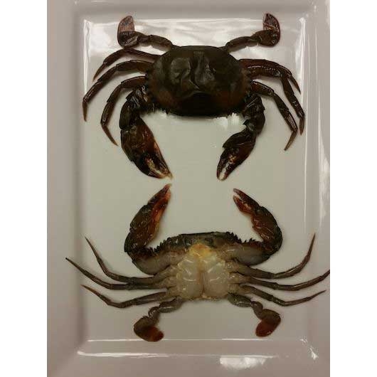 Harbor Seafood Soft Shell Crab, 2.22 Pound -- 4 per case