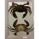 Harbor Seafood Soft Shell Crab, 2.14 Pound -- 4 per case