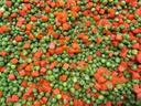 Commodity Vegetables Diced Pea and Carrot, 2.5 Pound -- 12 per case.