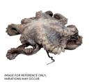 Commodity 2-4 Individually Poly Wrapped Whole Octopus, 30 Pound
