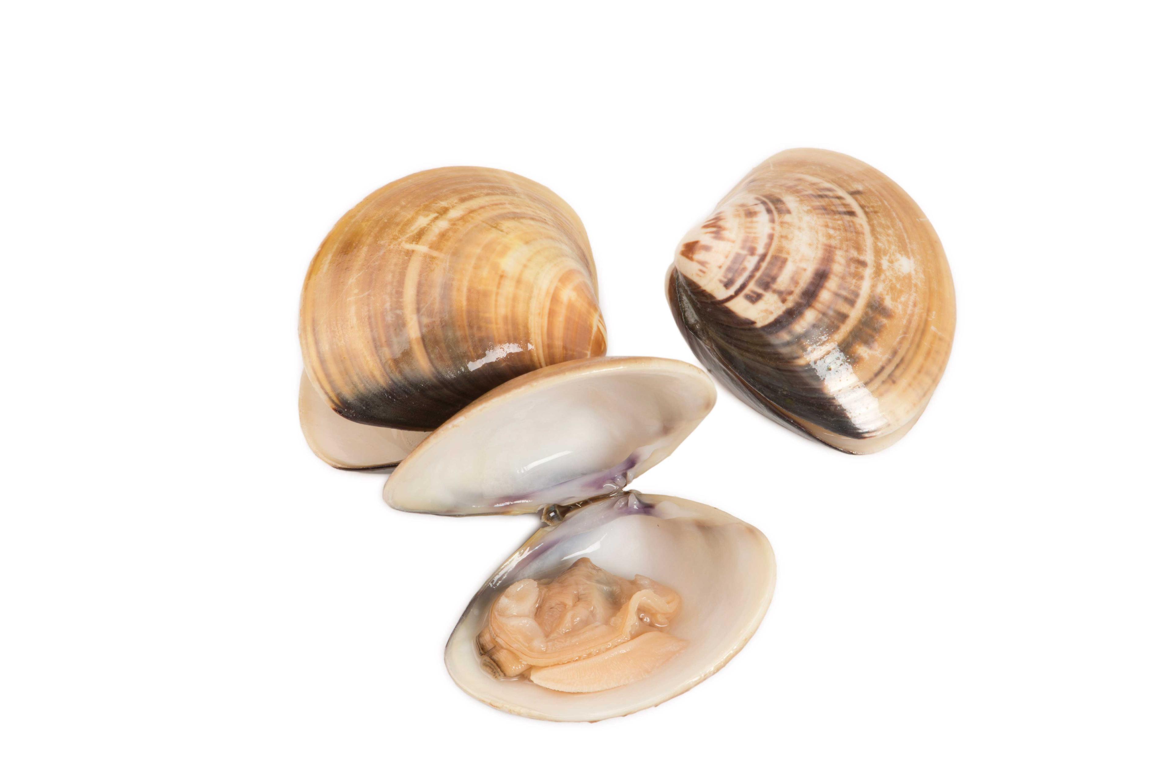 Product gallery 1447712