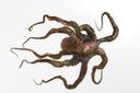 Pana Pesca Whole Clean Octopus - 2/4 Ball, 30 Pound.