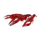 Unseasoned Boiled Crawfish