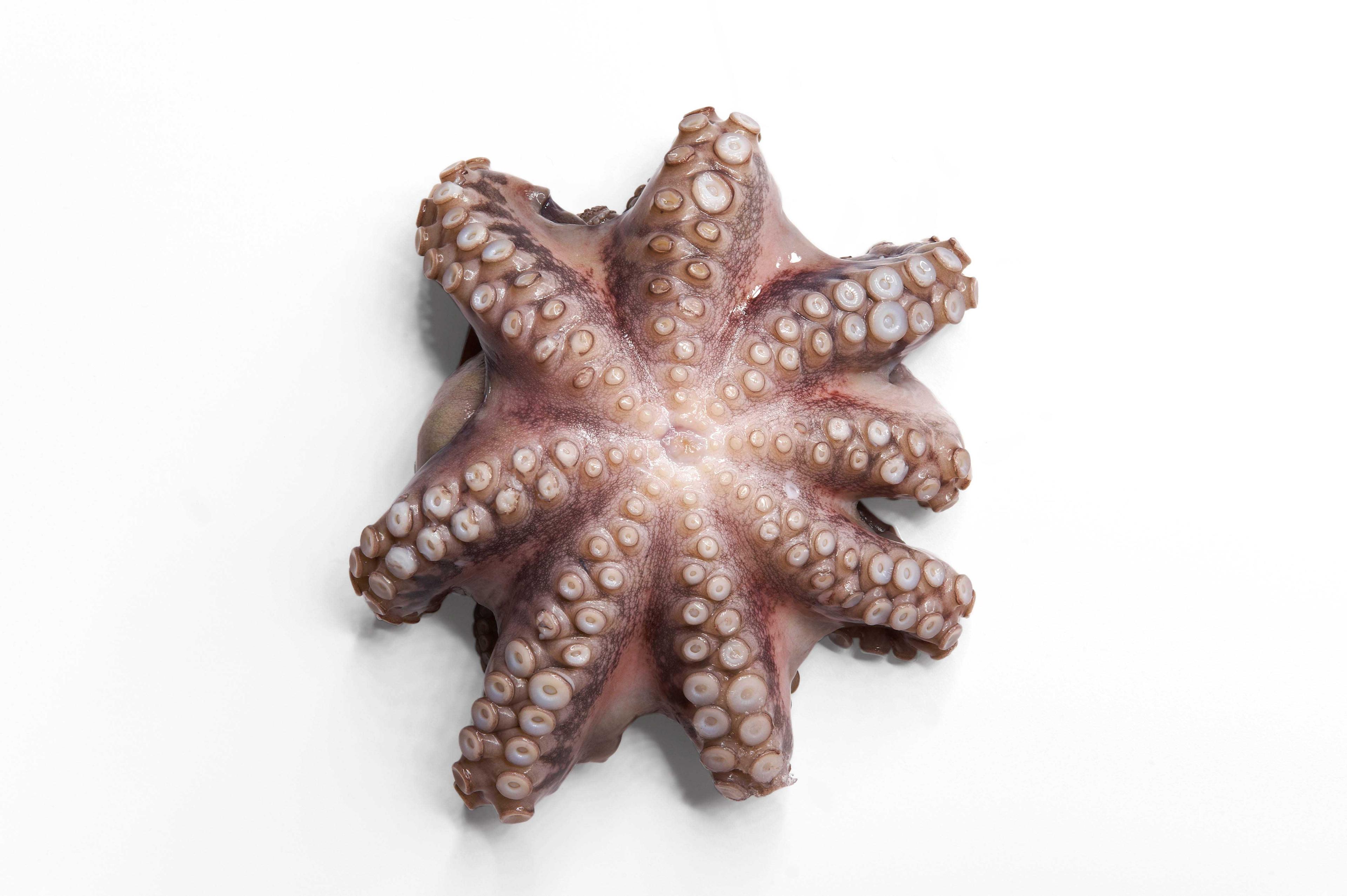 Product gallery 421526451