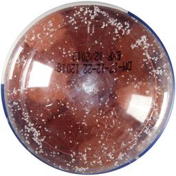 Product thumb gallery 2440172