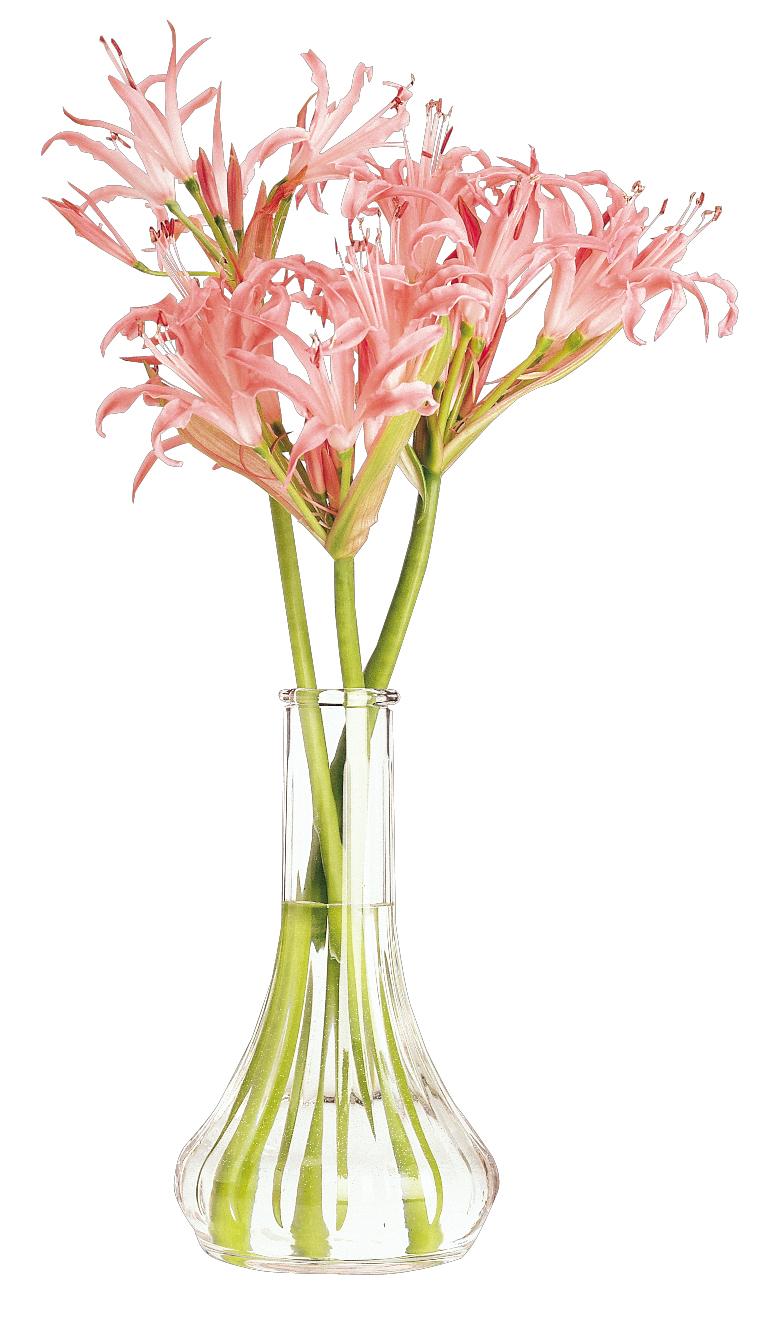 Product gallery 918864